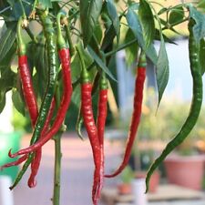 Joe's long Cayenne - die