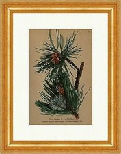 Legföhre, Krummholz Pinus Cembra L. Alpenkette Voralpen Alpenflora 014 Gerahmt