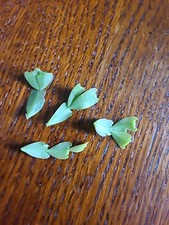 RARITÄT SELTEN Schlumbergera Hatiora Lutea Epiphylloides 4 Ableger 