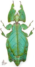 Phyllium giganteum, UNMOUNTED