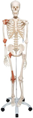 Scientific anatomie skelett - scientific,