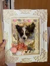 Chihuahua Welpe Hunde