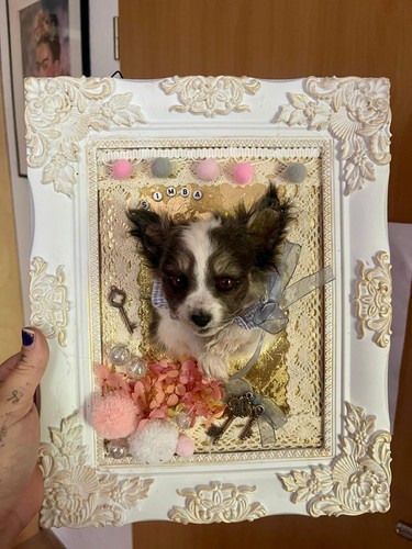 Chihuahua welpe hunde - chihuahua,