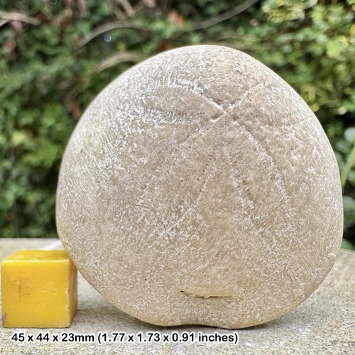 Rare eurhodia trojana fossil - rare,