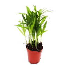 Mini-Pflanze - Chamaedorea elegans - Bergpalme - Baby-Plant im 5,5cm Topf