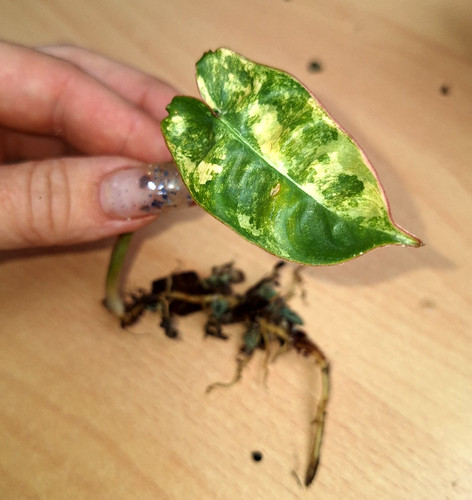 Philodendron billietiae - philodendron,