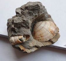 Muschel + Schnecken Stufe -