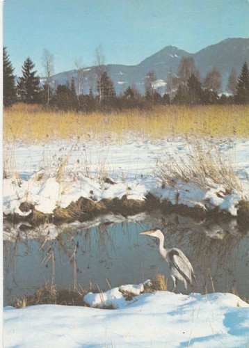 Fischreiher murnauer moos - fischreiher,