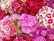1000 Samen hohe Bartnelke Mix Nelken Prachtmischung Nelke Dianthus Bartnelken