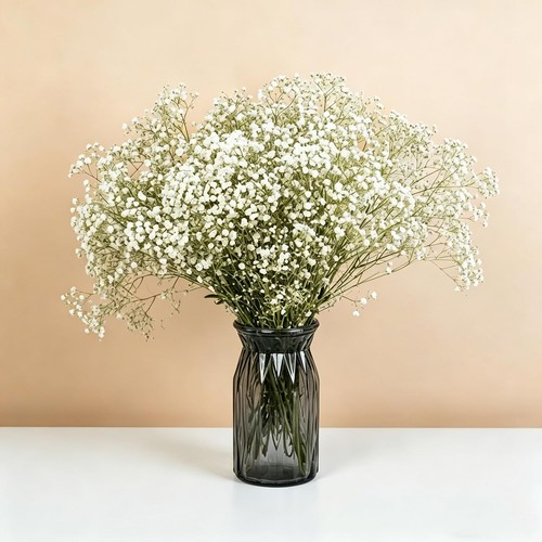 Trockenblumen schleierkraut - trockenblumen,