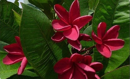 Frangipani plumeria rubra - plumeria, el