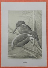 Eisvogel   Alcedo atthis  Steindruck 1883 Adolf Müller  Ornithologie