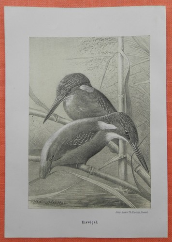 Eisvogel alcedo atthis - ,