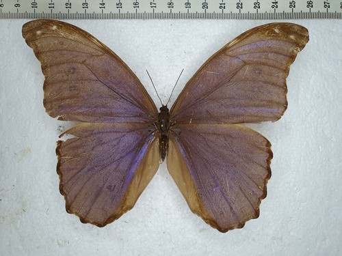 Morpho dididus abrration - dididus,