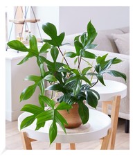 Philodendron 'Florida Green',1