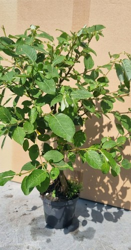Prebonsai weide salix sp - ,,