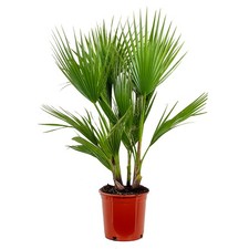 Washingtonia robusta - washingtonia,