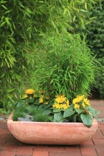 Fargesia murielae Bimbo - Zwergbambus Bimbo