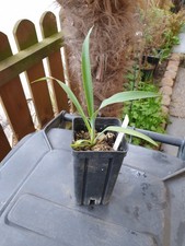 MW52-2023 Yucca filamentosa x