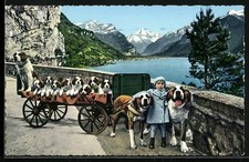 Ansichtskarte Flüelen, St. Bernhard mit Bernhardiner-Hundegespann und Welpen 