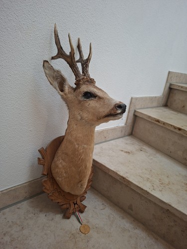 Rehbock präparat auf - rehbock,