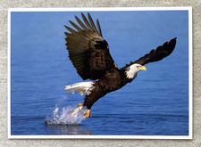 1 AK Postkarte Amerikanischer