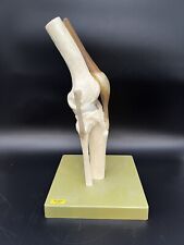 Somso Kniemodell bio-mod-00021 guter Zustand 1970-1980 Made In Germany