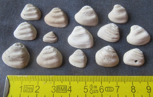 Sammlung muschel astarte - muschel,