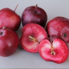 Säulen-Apfelbaum Maypole