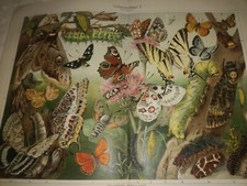 Meyers Lexikon 6.Auflage