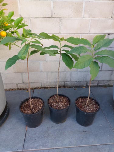 Indianerbanane papau asimina - indianerbanane,