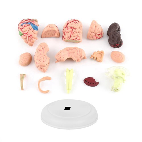 Gehirn anatomie modell - gehirn,