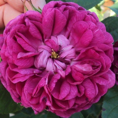 Rose resht historische - historische,