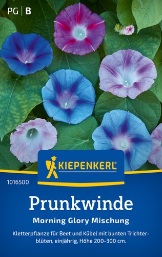 Prunkwinde morning glory - prunkwinde,