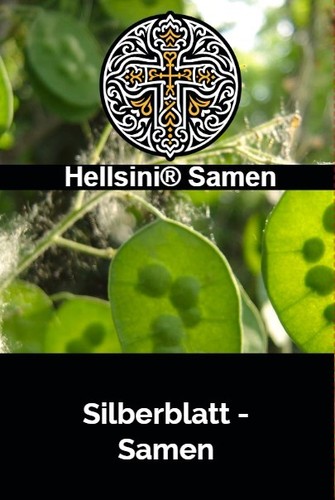 Silberblatt lunaria annua - annua, 50