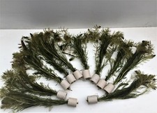 GrünesTausenblatt Myriophyllum spicatum, Teichpflanzen Wasserpflanzen 1Bund 