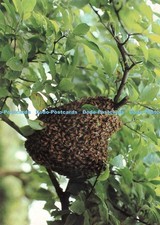 D266801 Eine Bienenkolonie