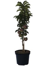Säulenapfel Rondo (S) Winterapfel Säulenapfelbaum  80-120 cm 7,5 Liter Topf M7