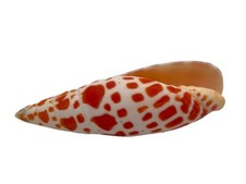 Echte Muschel Mitra Mitra