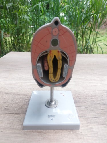Somso modell lanzettfischchen - somso,