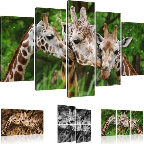 Bilder drei giraffen wandbild - giraffen,