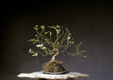Bonsai outdoor winterhart