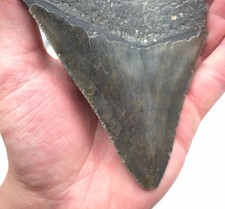 Schöner dunkler Megalodon Haizahn gezackter Hai Zahn Fossil Meg