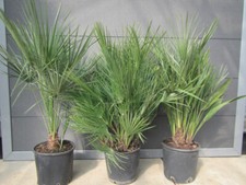 Chamaerops humilis -
