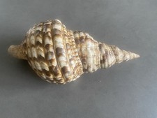 Tritonschnecke Tritonshorn