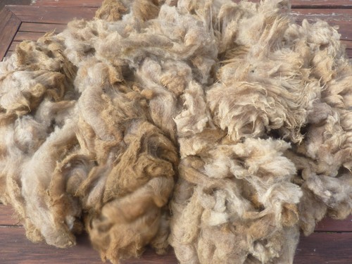 Rohwolle coburger fuchsschaf - ,