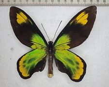 Ornithoptera V. Victoriae  Male (Guadalcanal)