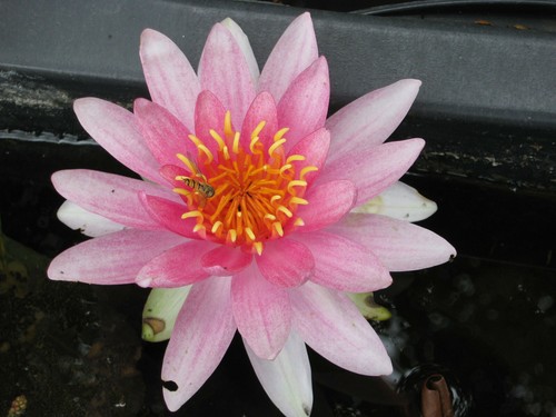 Winterharte seerose nymphaea - winterharte,