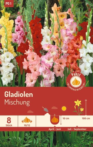Frühjahrsblumenknollen