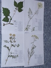 Herbarium Pflanzensammlung; 20 gepresste + bestimmte, Pflanzen selber AUSWÄHLEN 